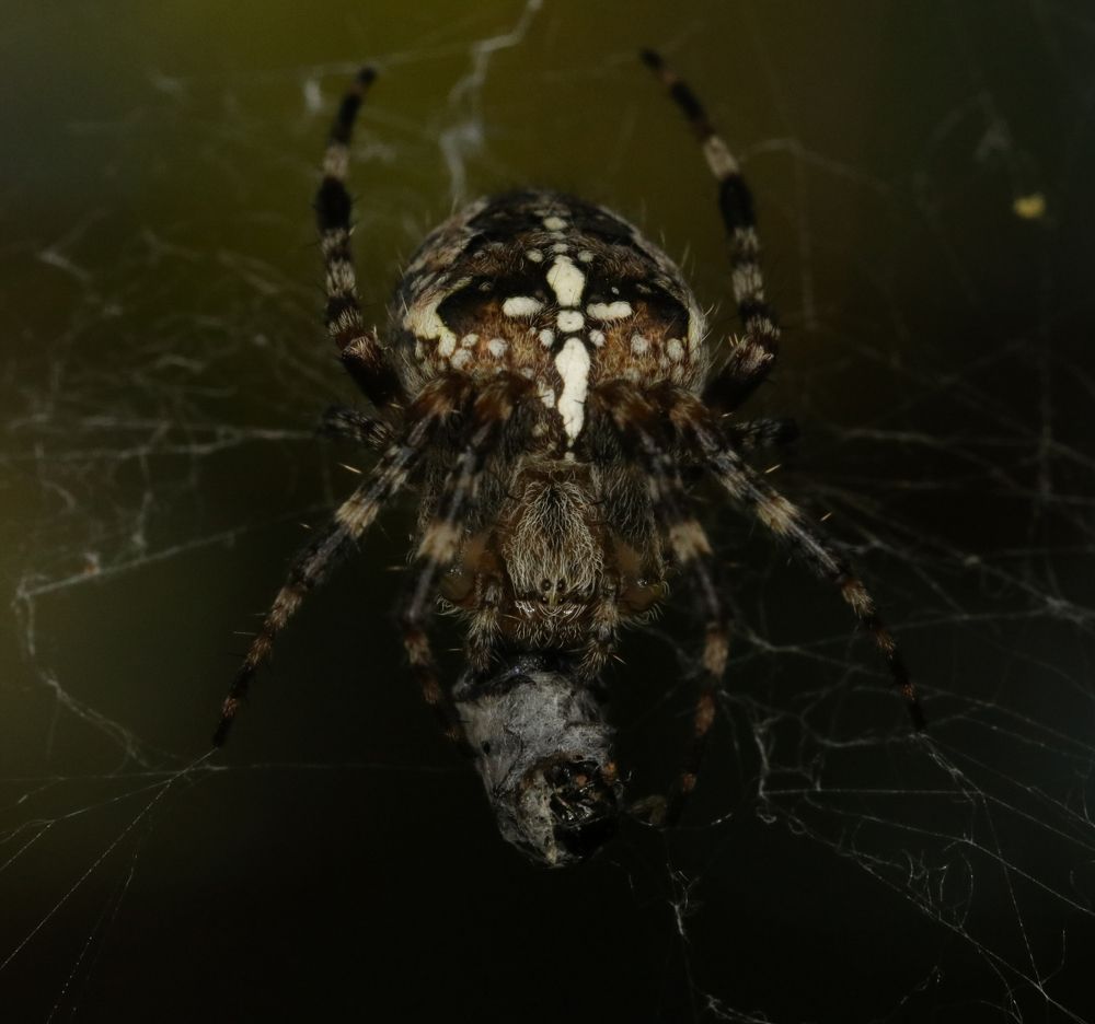 Photograph by Михаил Косяк