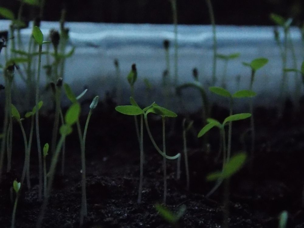 Фотография автора Антонина Клементьева