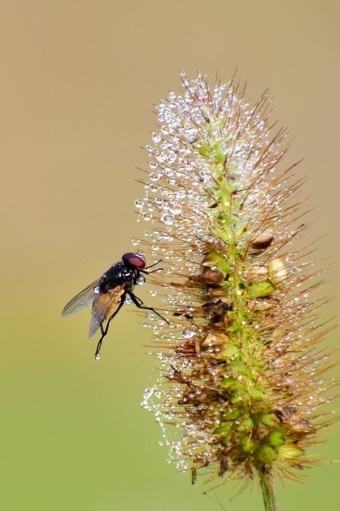 Photograph by Nayan Jyoti Kalita