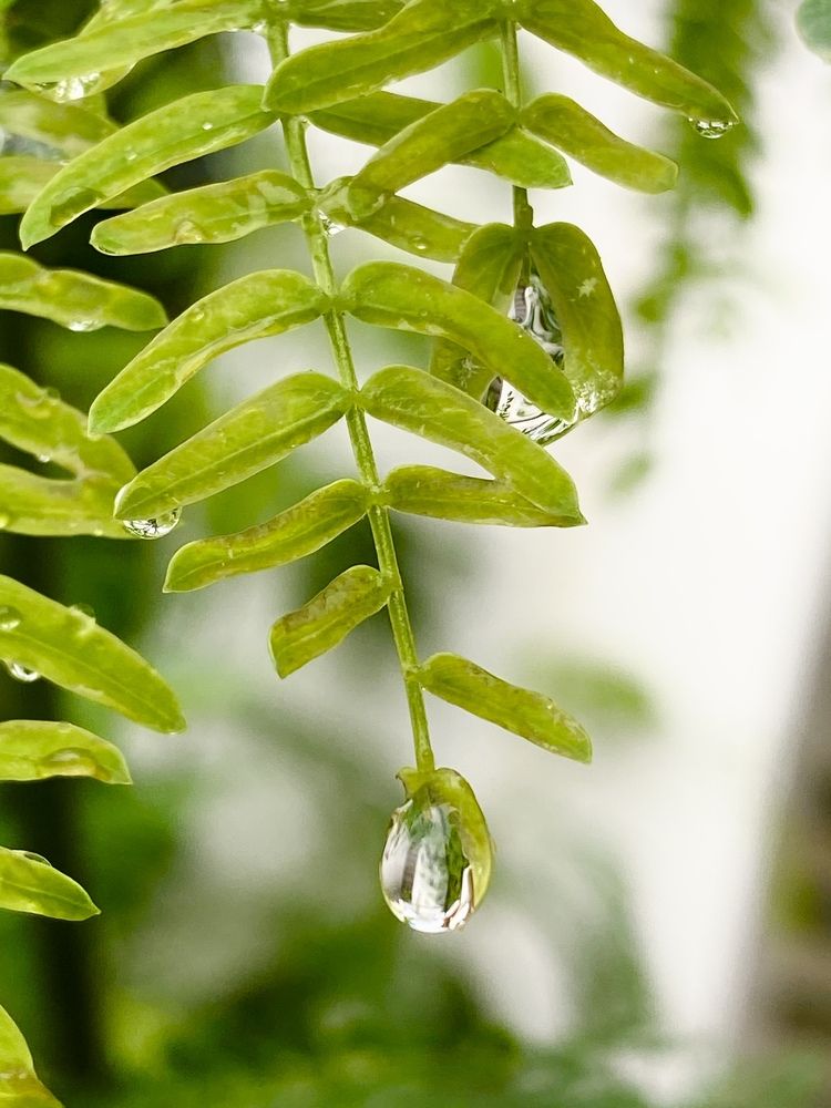 Photograph by Sharma Dr Megha