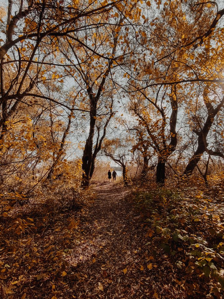 Краски осени