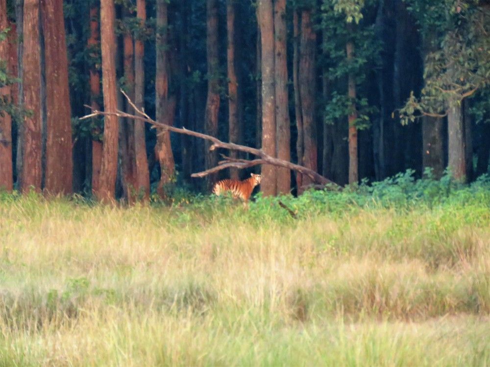 Queen traversing through Kanha Meadows