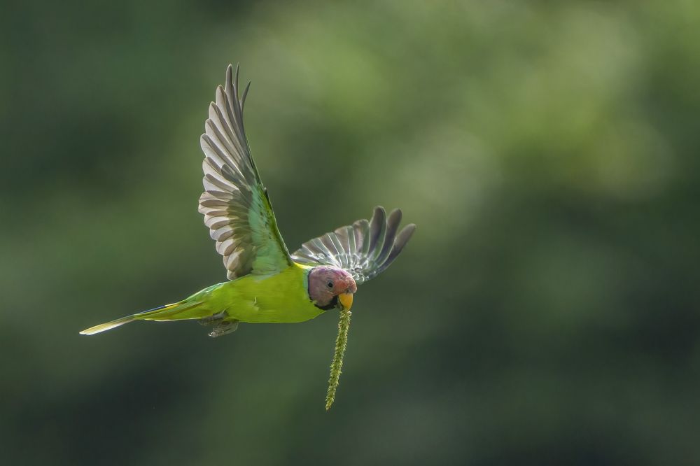 Photograph by Prabhu Kulukkallur