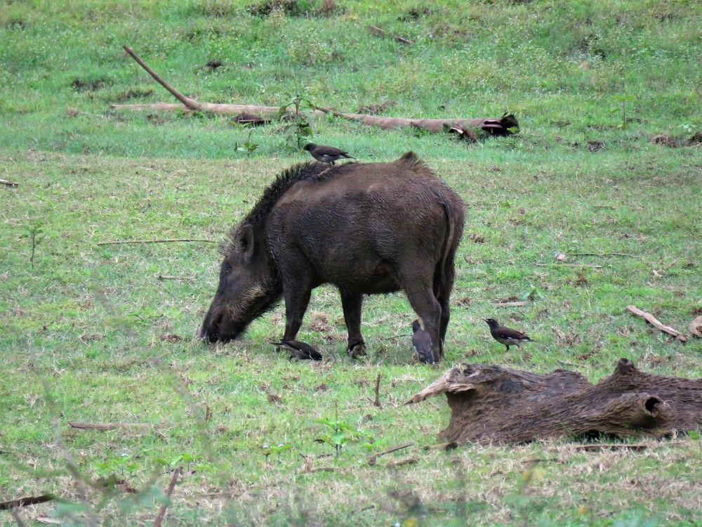 Wild Boar being chased away by birds