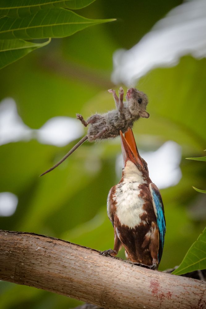 Photograph by Gimantha Perera