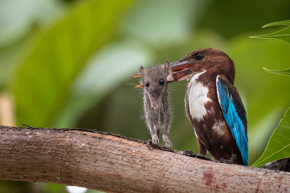 Photograph by Gimantha Perera