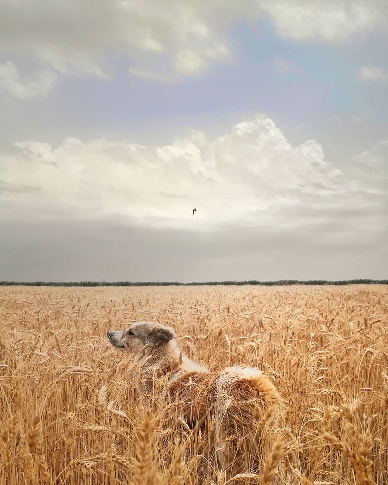 Wheat farm dog