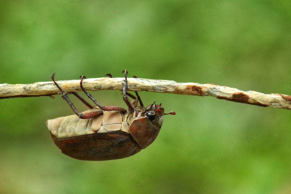 Photograph by Joy Mohonto