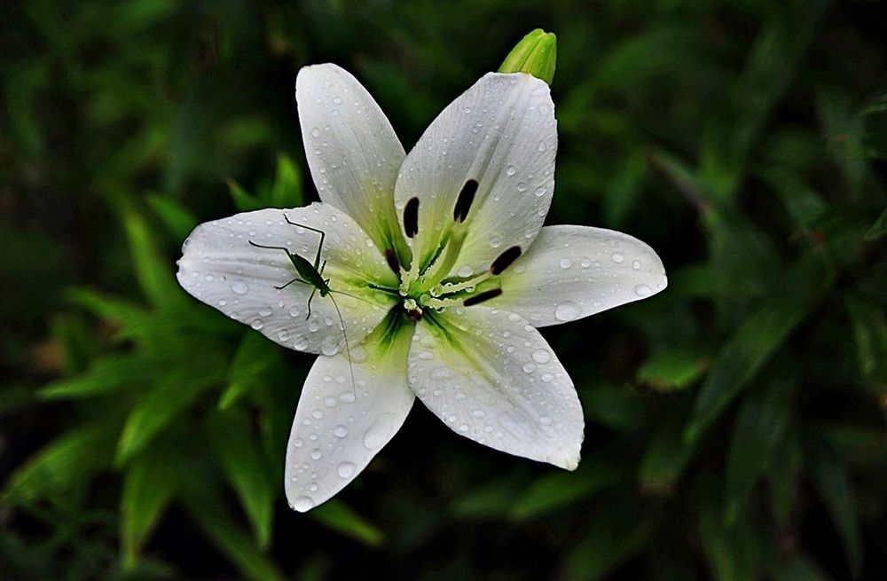 Photograph by Валерий Перевозчиков