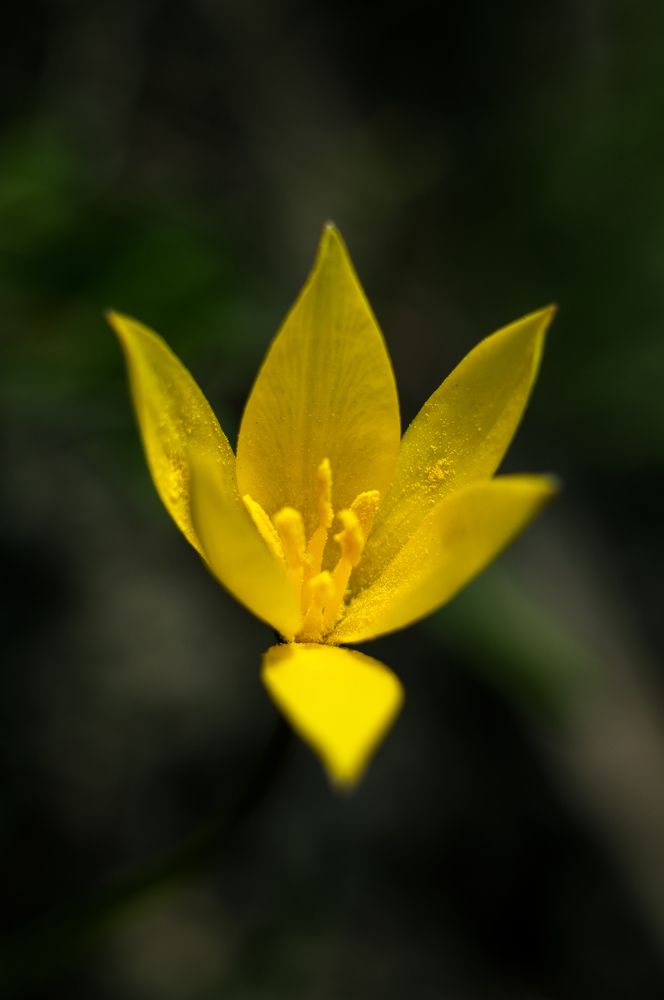 Photograph by Max Samsara