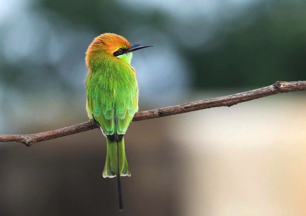 Photograph by K.Sujatha