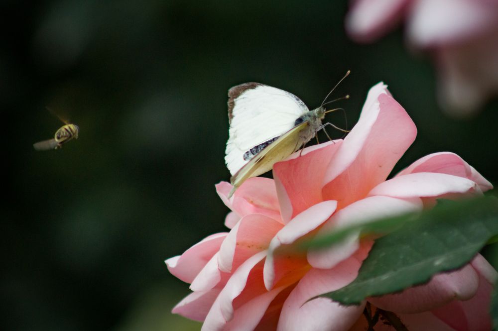 Photograph by Dmitriy  Dodonov
