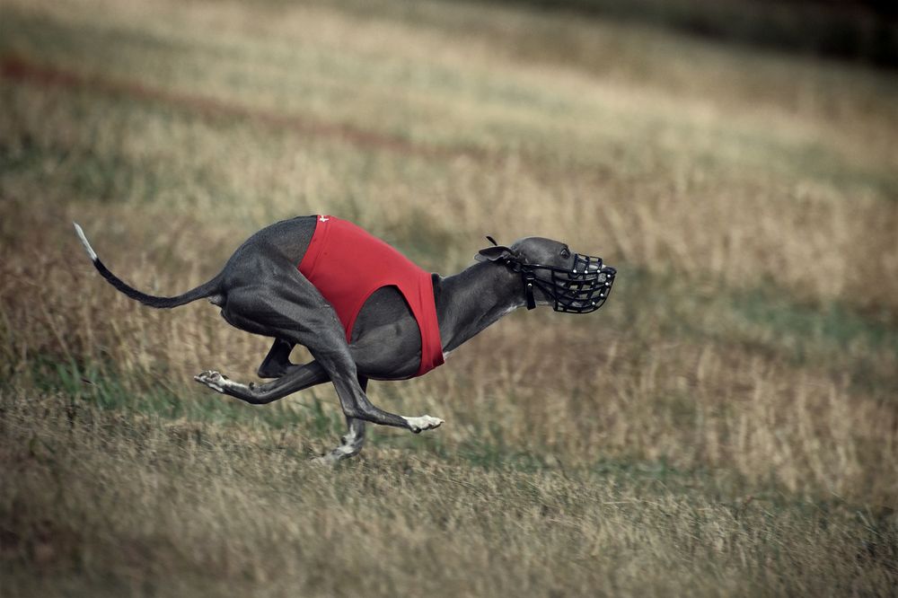 Photograph by Сергей Шварцман