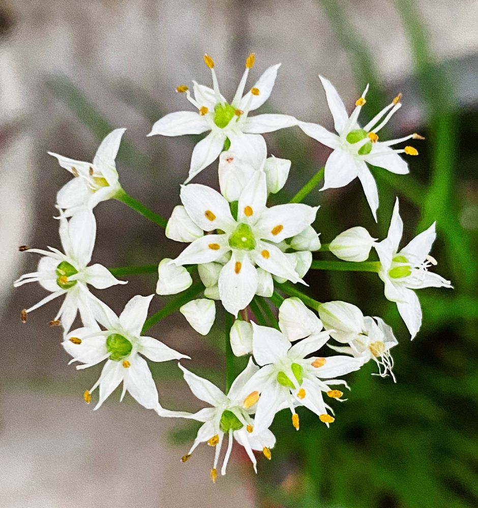 Photograph by Sharma Dr Megha