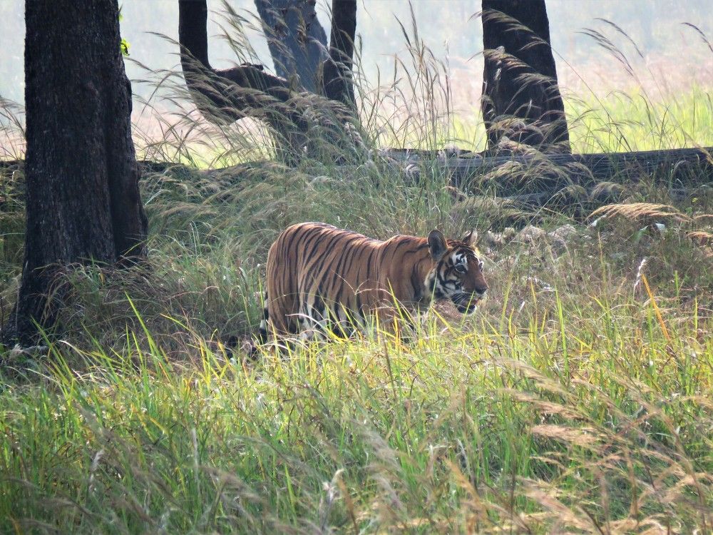 Photograph by ANISH BISWAS