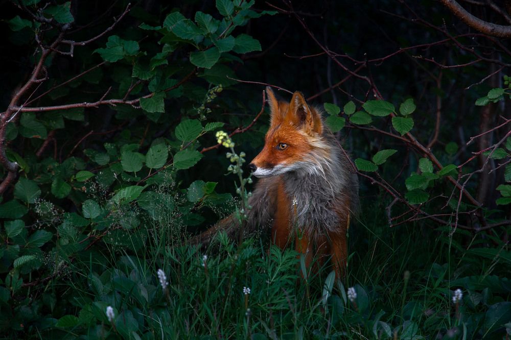 Photograph by Слащилина Нина