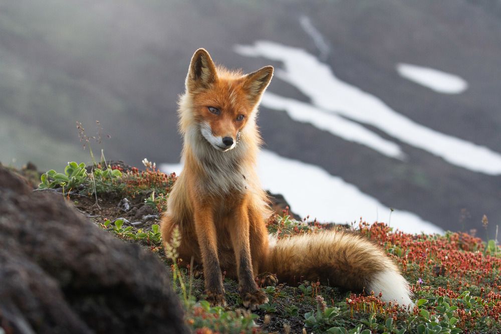 Под вулканом Горелый