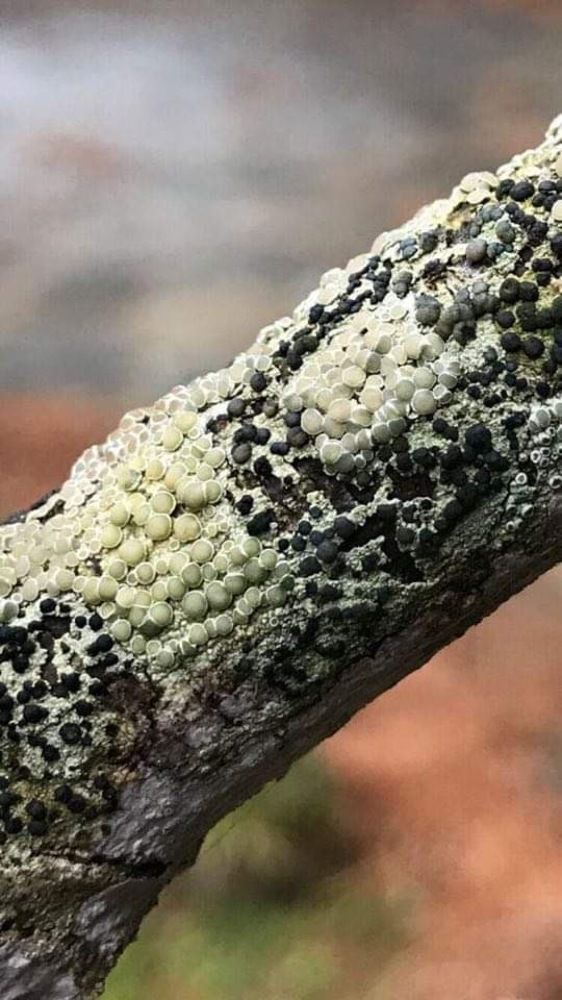 Фотография автора Maurizio Ruggiero