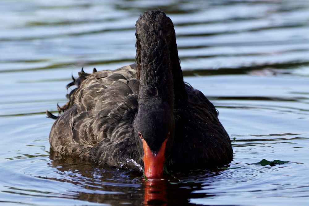 Фотография автора Виктория Ким