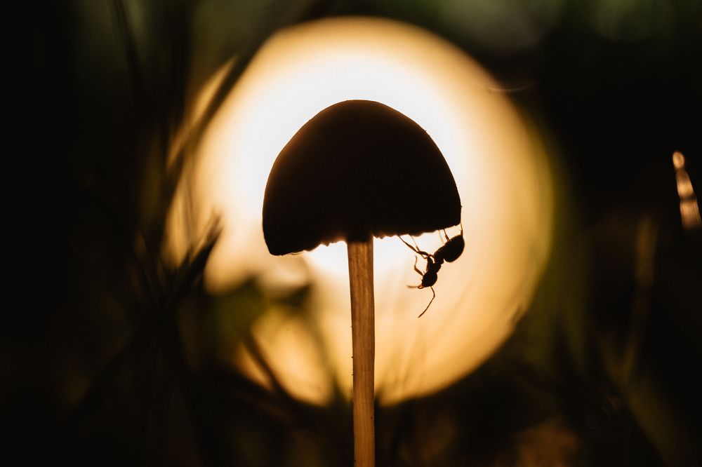 Photograph by Стоянова-Тимбукту Мария