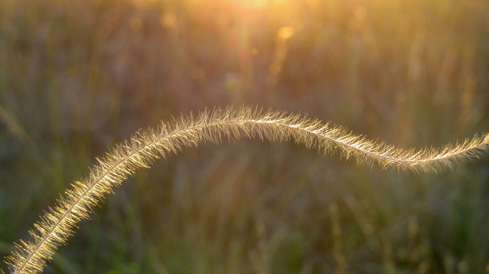 Photo #6497468