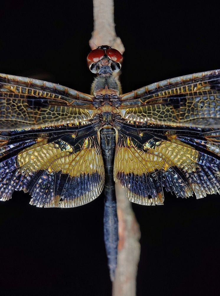 Photograph by Partha Chatterjee