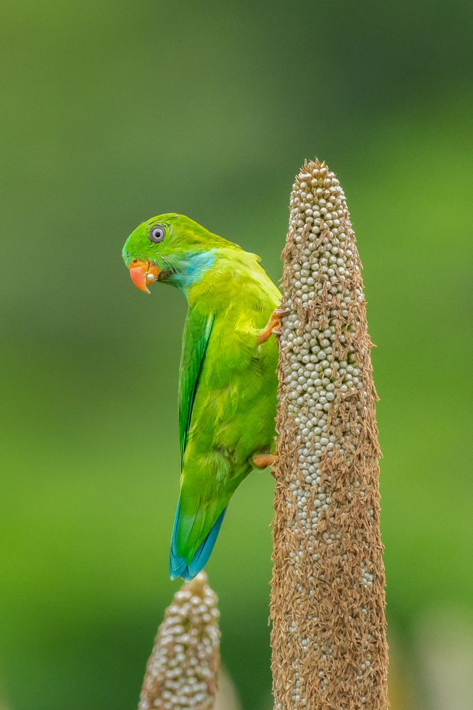 Photograph by Suman Paul