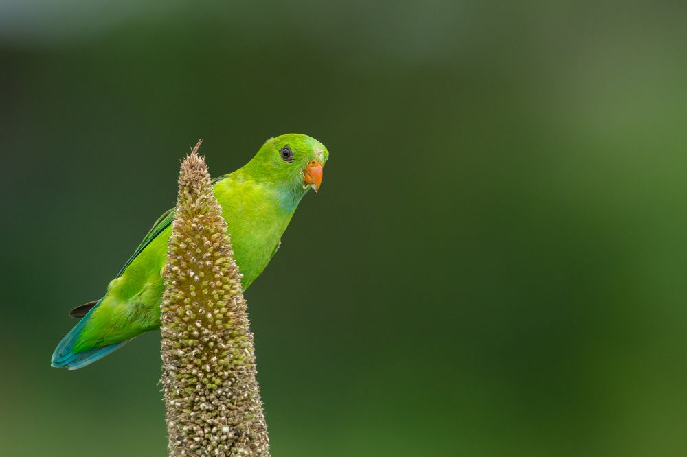 Photograph by Suman Paul