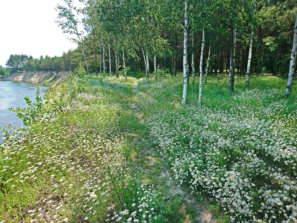 Chamomile meadow