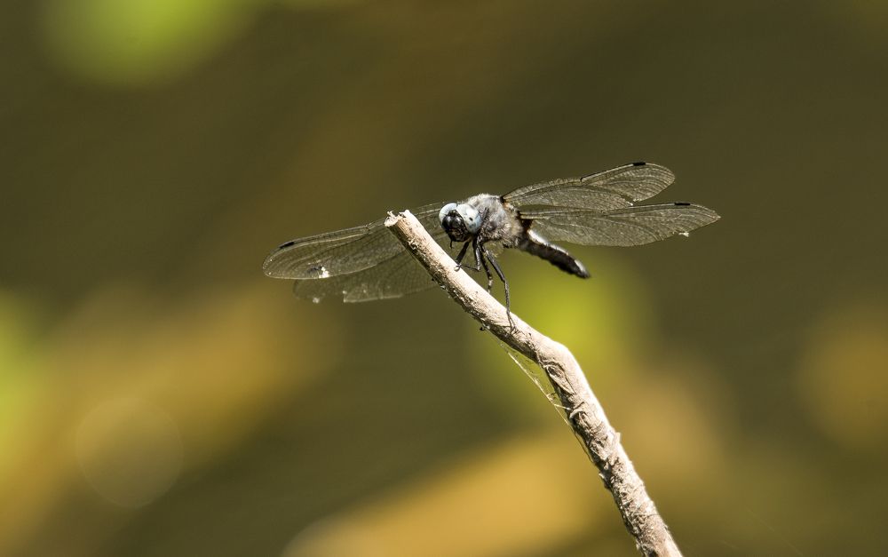 Photograph by наталья залогина