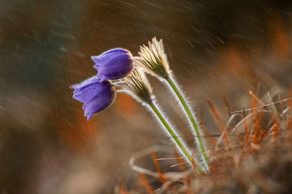 Photograph by Dariusz Dryl