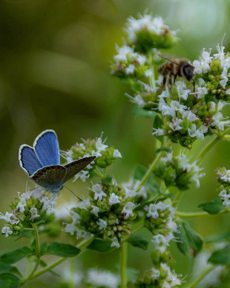Бабочка и пчела.