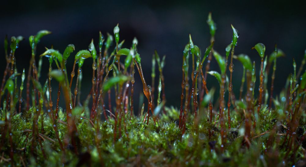 Photograph by Вячеслав Смеликов