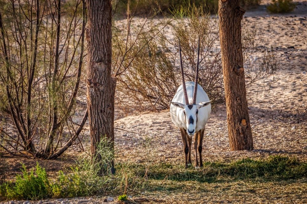 Photograph by Firas Abussaud