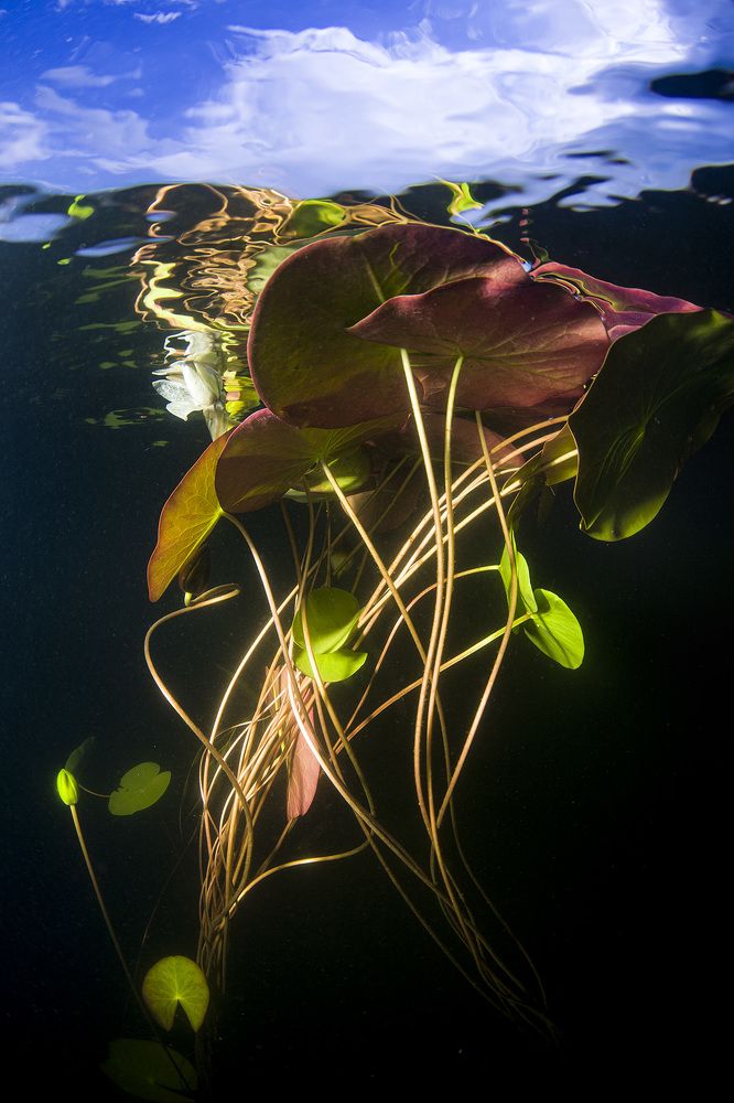 Photograph by Оксана Каменская