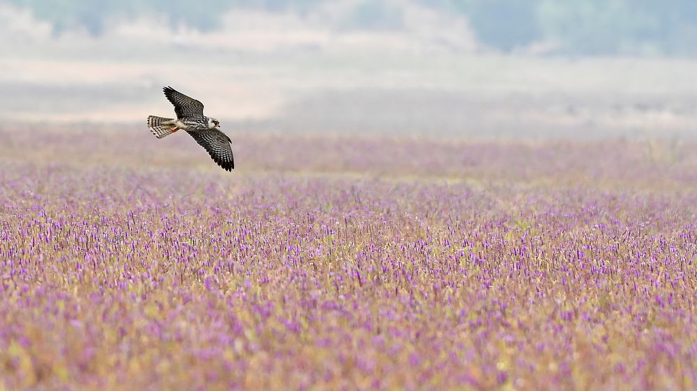 Photograph by Abhijeet Phalsankar