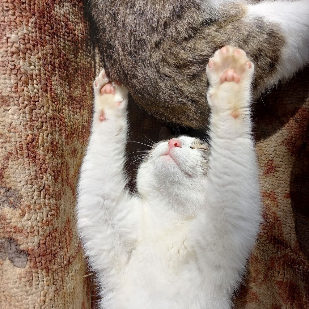 Фотография автора Антонина Клементьева