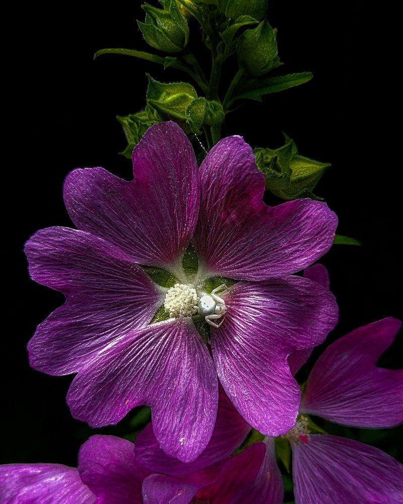 Photograph by Алексей Писаренко