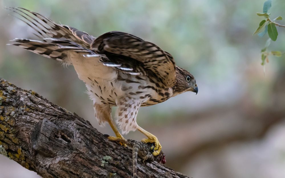 Фотография автора Heather Spencer