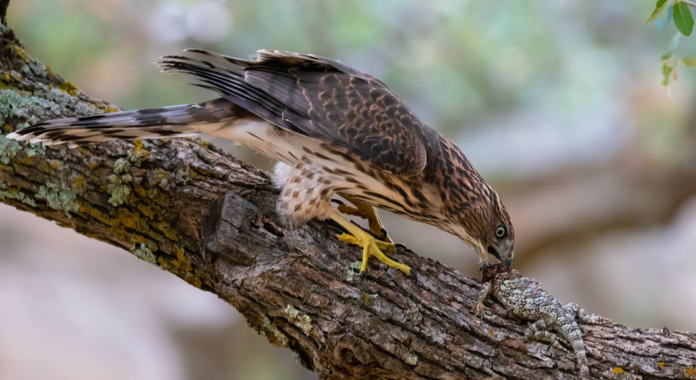 Фотография автора Heather Spencer