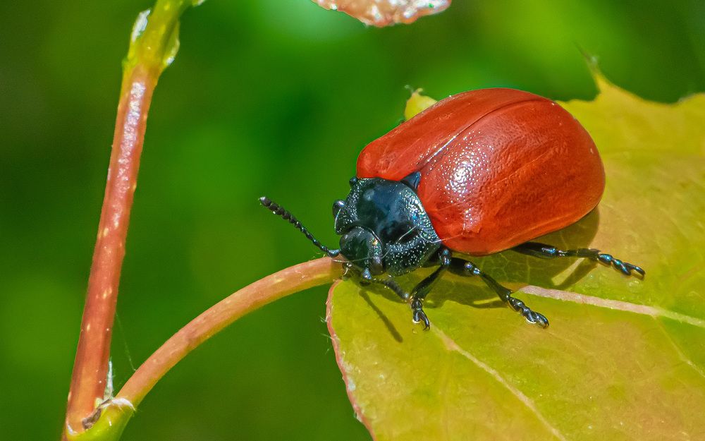 Краснокрылый жук листоед.