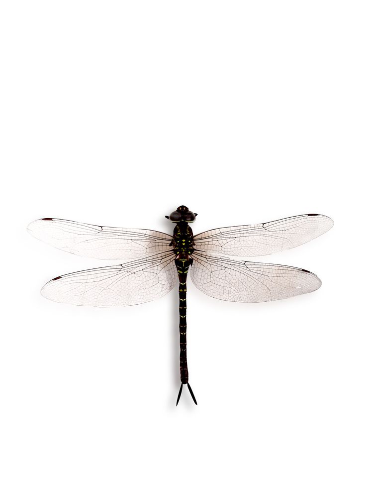 Photograph by Luis Par