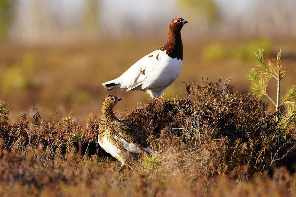 Семейная пара куропаток .