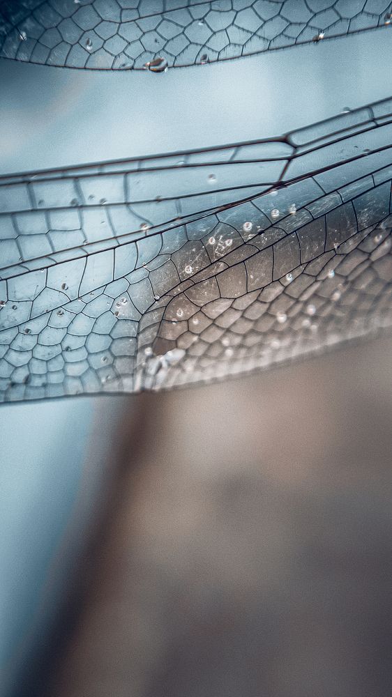 Photograph by Amit Bagde