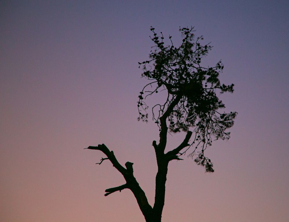 Photograph by Mohammadreza Majlesifar