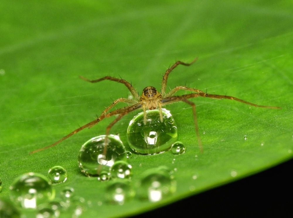 Spider in Droplet world