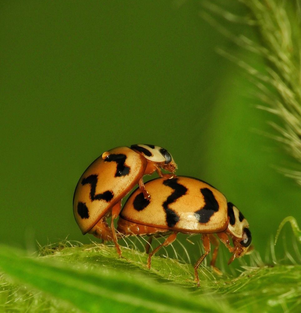 ladybird in private world