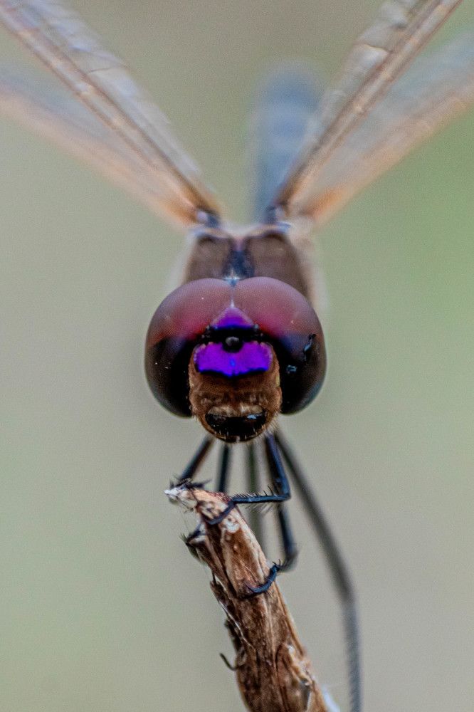 Dragonfly