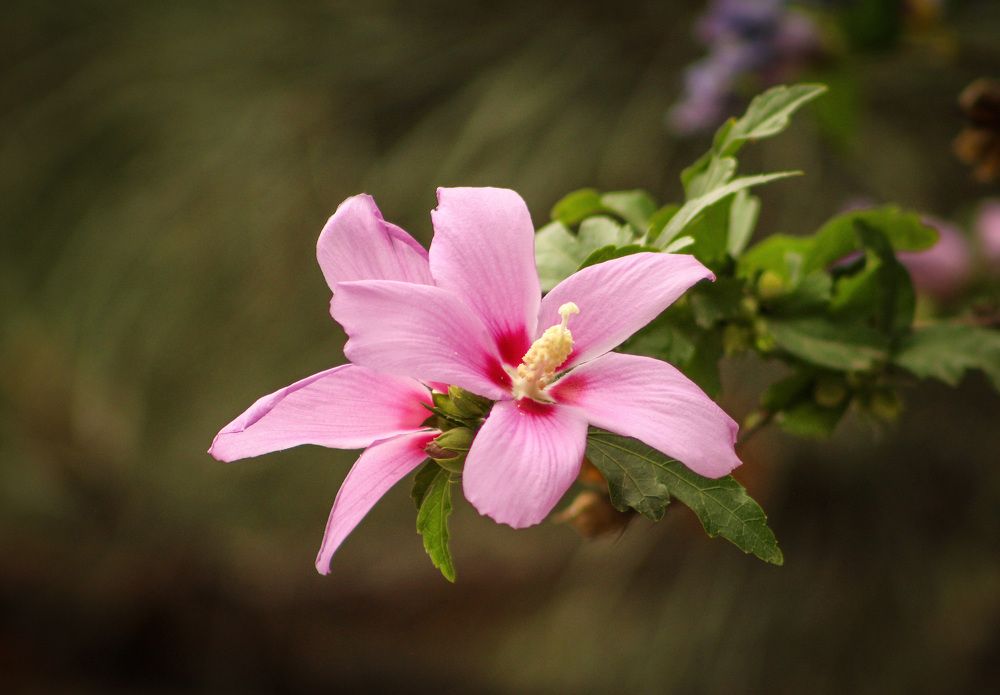 Фотография автора Олеся Лукьяненко