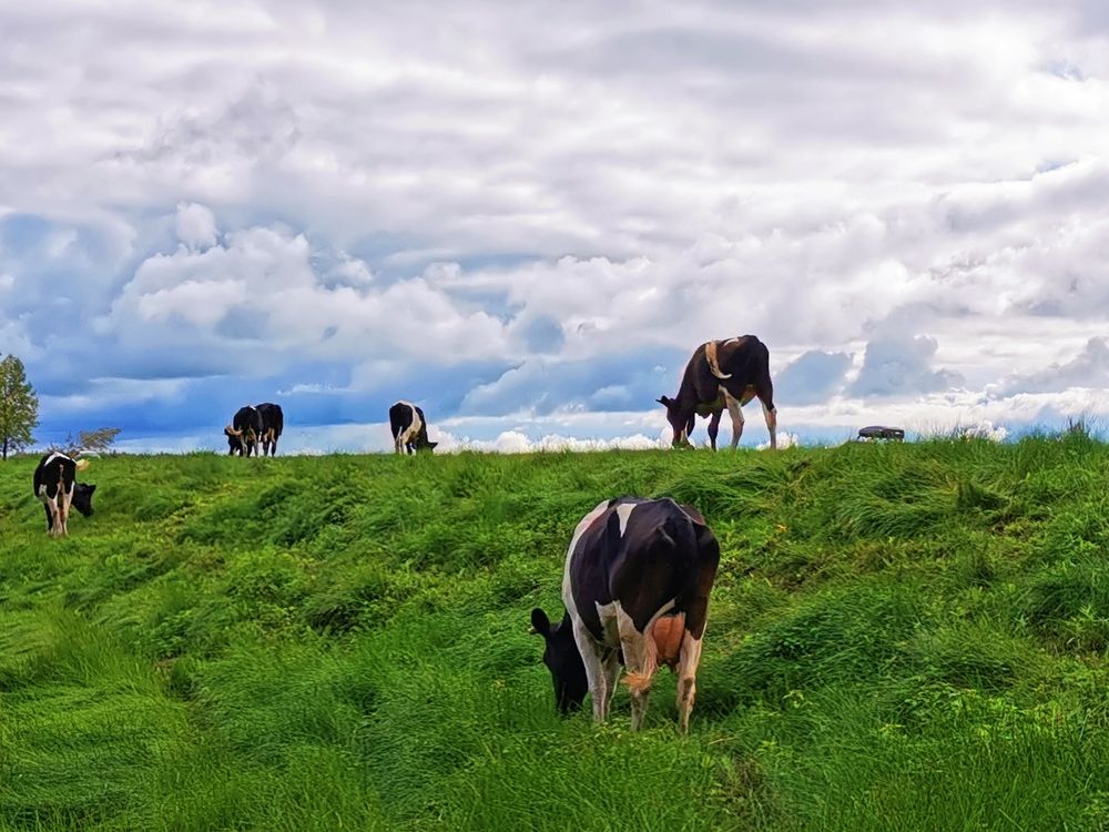 Коровы на лугу
